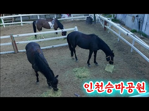 소래산과 거마산의 중간지점. 군부대 경계선과 개울가, 말을 탈 수 있는 승마장을 모두 볼 수 있는 곳. 아름다운 거마산 등산로 (인천승마공원, 인천 남동구 장수동)