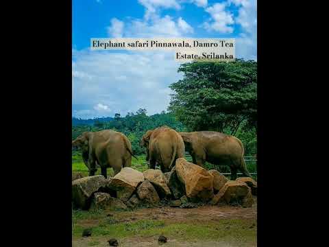 Damro Tea Estate, Pinnawala Elephant safari, Srilanka