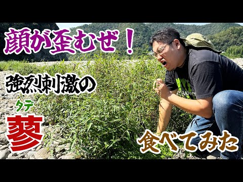 顔が歪むぜ！強烈刺激の蓼（タデ）、食べてみた