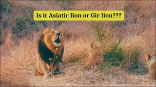 Story of Asiatic lions | Gir India | 4K