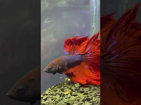 Betta #aquarium #bettafish #ytshorts