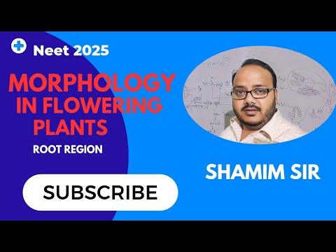 Root Region#Morphology in Flowering plants class 11# NEET2025#Most Important Concept