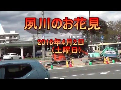 夙川のお花見(2016/04/02)