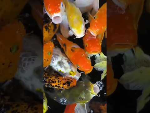 Colourful fishes🐠🐋🐟#shorts#viral#aquarium#animals