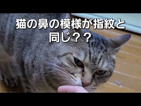 猫の鼻の模様が指紋と同じ個性的な理由【猫の豆知識】