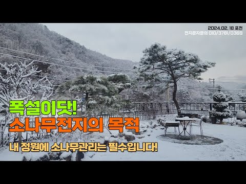 폭설이닷! 소나무전지의 목적.. 내 정원에 소나무관리는 필수입니다 / Pruning pine trees is a must