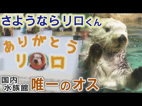 さようならラッコのリロ　国内水族館唯一のオスが死ぬ　献花台には花束　福岡のマリンワールド海の中道