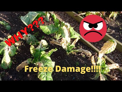 Why do my plants have freeze damage?