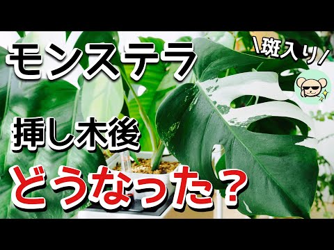 【斑入りモンステラ】挿し木から1ヶ月、どうなった？【新芽確認】