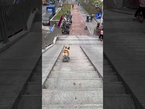 #skateboardingdog #corgi