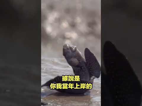 瞬移彈塗魚|自說自話的總裁