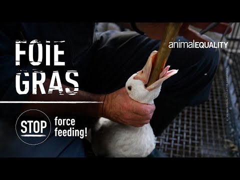 Foie Gras: Unpublished Photos