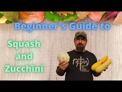 Beginner's Guide to Squash and Zucchini