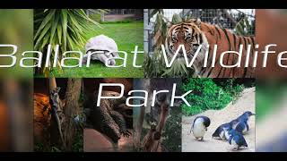 Ballarat Wildlife Park | Wild animals| Kangaroo feeding | Kids friendly zoo