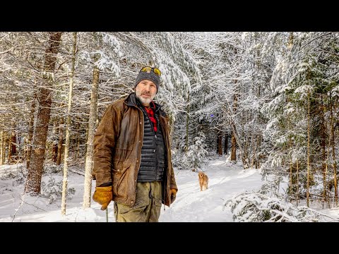 Wolves Surround My Dog and Me at the Cabin