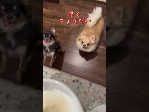 初めての甘酒♬飲めるかな？ #チワワ #chihuahua #犬 #dog #多頭飼い#shorts