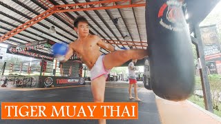 泰国普吉岛老虎拳馆训练TIGER MUAY THAI PHUKET THAILAND