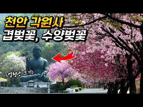 4월 겹벚꽃 명소 천안 각원사 개화 가는법 포토존 총정리! | 대중교통 당일치기 여행 | Cherry Blossoms in Cheonan, Korea