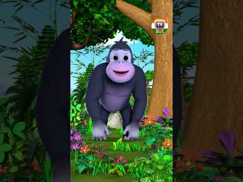 మౌంటెయిన్ గొరిల్లా పాట #షార్ట్స్‌# savethegorilla #ChuChuTV #పిల్లల పాటలు # అభ్యాస పాటలు