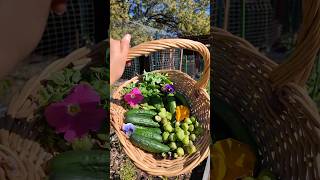 December harvest! #gardening #autumngarden #cottagegarden #gardenharvest #zone9b #sunnycitygarden