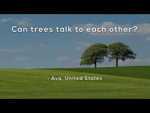 Can trees talk to each other?