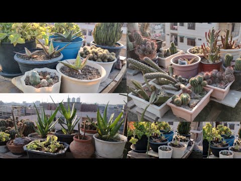 🟥Beautiful View of Terrace Garden/ How To Care Succulent Plants in Cold Winter/LETSGOGREEN