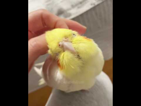 Cuteness Alert 🥰🦜 #cockatielscraze #birdscharm