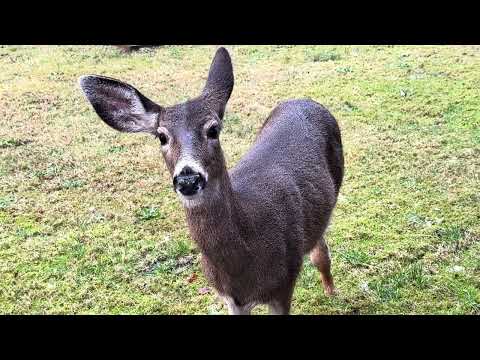 Young Deer Says Hello