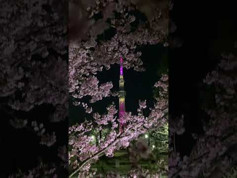 東京スカイツリー　ライトアップ　雅　江戸紫　♪　桜の花びらが舞う　✿　隅田公園　浅草　河津桜　満開　☆　2024　2月26日　Kawazu cherry blossom　Asakusa　月　Moon