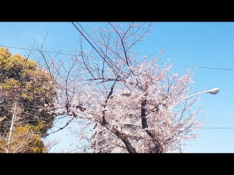 平成最後の桜～お花見は車内から Most Beautiful Cherry blossome Tokyo JPN🌸🌸【＃34】