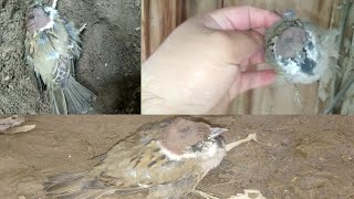 sparrow dead due to stuck at narrow place / sparrow birds stuck / FidaurRahmanofficial