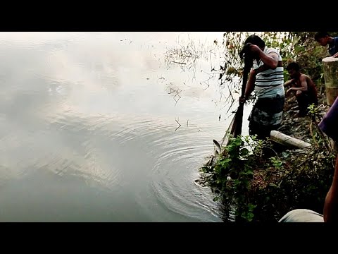 জাল ভর্তি মাছ | Fishing video village | amazing net fishing video lot of fish