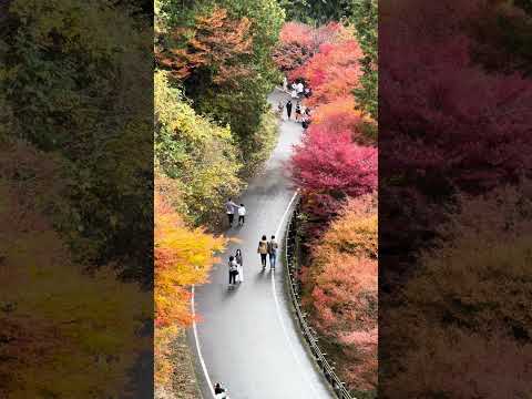 Autumn in Japan #shorts #japanwalk #japan #travel