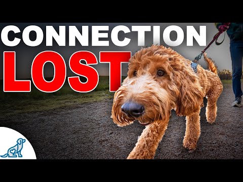 Struggling With  Dog  Pulling? Fix Your Connection!