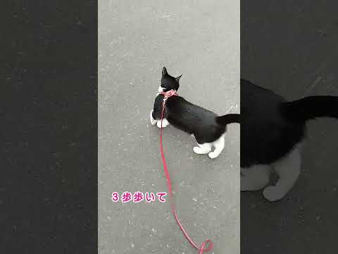 キャンプ猫と散歩！みぃちゃん歩かない