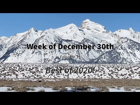 Wildlife Wednesday Weekly Round Up - Week of December 30th 2020 - Best of 2020!