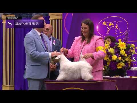 Sealyham Terriers | Breed Judging 2024