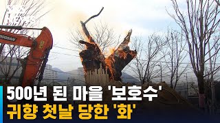 500년 된 마을 '보호수' 귀향 첫날 당한 화 / SBS