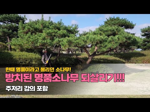 한때 명품이라고 불리던 소나무! 방치된 명품소나무 되살리기.. 주저리 강의 포함 #garden #소나무전지 #정원관리