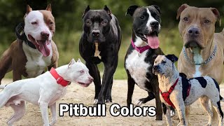 10 Different types of Pitbull Colors And Patterns