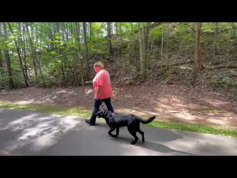 Andy | 10 Month Old English Labrador | Advanced Obedience | Before and After | OverWatch K9 Academy