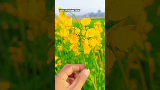 The Magic of Canola Fields |  Natures Golden Blanket