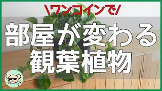 【部屋がオシャレになる観葉植物】初心者でも育てやすい！オススメ5選【ワンコインで買える】