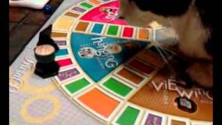 Cat plays Trivial Pursuit