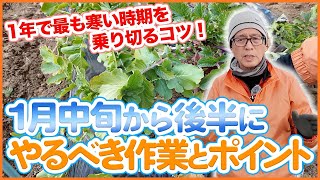 家庭菜園や農園で1月中旬から後半にやるべき作業とポイント！1年で最も寒い時期を乗り切るコツを徹底解説！【農園ライフ】