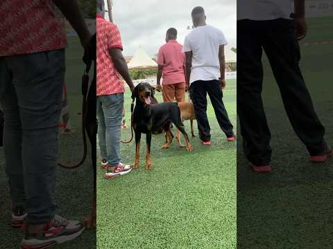 Sweet Doberman and Belgian Malinois  #dog #shorts #doberman #belgianmalinois