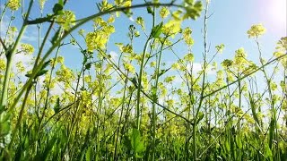 Canola Flowers And Blue Sky Stock Video