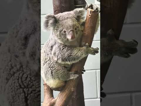 Pesagem do limão-coala de hoje! 🍋🐨 Tão fofinho, vai descer assim que ligar!  #animals