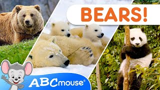 🐻 Bear Adventures! | ABCmouse Tot-umentary Animal Video for Kids 🌲