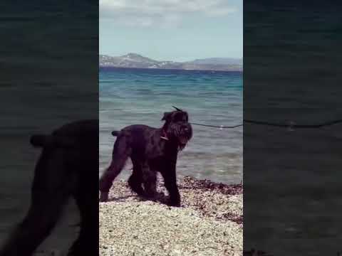 Giant Schnauzer #shorts #viral #dogbreed